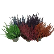 Ljung Calluna Färgade 12cm kruka varierande färger.