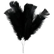 Fjäderblomma Svart.