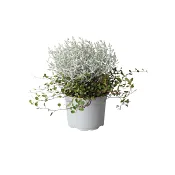 Mueca 13cm kruka Höjd 25cm.