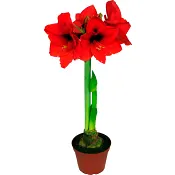 Amaryllis 2-stänglar 12cm kruka röd 1-p.