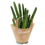 succulentmix papperspåsar.