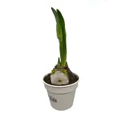 Amaryllis Alfresco 2-stänglar 11,5cm kruka vit.