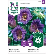Klockranka Blå Nelson 1-p Garden.