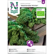 Grönkål Winter 1-p Nelson Garden.