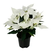 Princettia med glitter 10,5cm kruka Höjd 28cm vit.