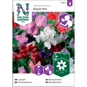 Luktärt Royal Blandade färger 1-p Nelson Garden.