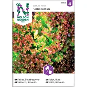 Sallat Bladbatavia Lollo Rossa 1-p Nelson Garden.