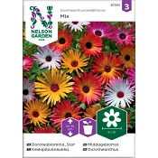 Doroteablomma Stor 1-p Nelson Garden.