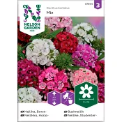 Nejlika Borst 1-p Nelson Garden.