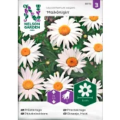 Prästkragee Maik 1-p Nelson Garden.