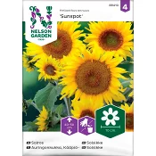 Solros Sunspot 1-p Nelson Garden.