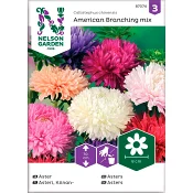 Aster Busk Amerikansk 1-p Nelson Garden.