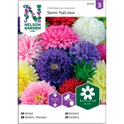 Aster Dubbel Blandade färger 1-p Nelson Garden.