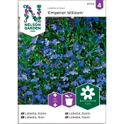 Lobelia Kant Emperor William 1-p Nelson Garden.
