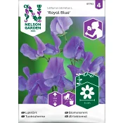 Luktärt Royal Blue 1-p Nelson Garden.