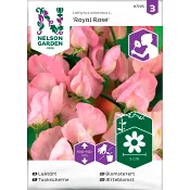 Luktärt Royal Rose 1-p Nelson Garden.