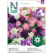 Roseniberis Blandade färger 1-p Nelson Garden.