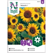 Solros Waooh Låg 1-p Nelson Garden.