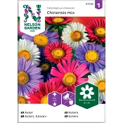 Aster Enkel blandade färger 1-p Nelson Garden.