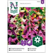 Fingerborgsblomma 1-p Nelson Garden.