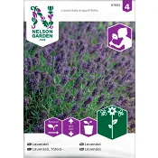 Lavendel 1-p Nelson Garden.