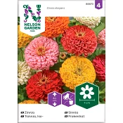 Zinnia Hög Blandade färger 1-p Nelson Garden.