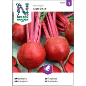 Rödbeta Detroit 2 Rund 1-p Nelson Garden.