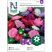 Aster Dvärg Blandade färger 1-p Nelson Garden.