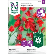 Luktärt Royal Scarlet 1-p Nelson Garden.