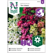 Lövkoja Sommar 1-p Nelson Garden.