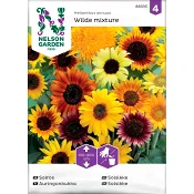 Solros Blandade sorter 1-p Nelson Garden.