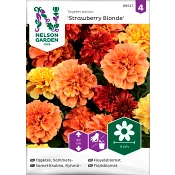 Tagetes Sammets Strawberry Blonde 1-p Nelson Garden.