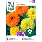 Tagetes Crackerjack Stor 1-p Nelson Garden.