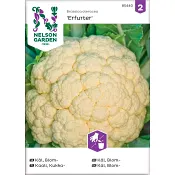 Blomkål Erfurt 1-p Nelson Garden.