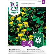 Krasse Fjärils Gul 1-p Nelson Garden.