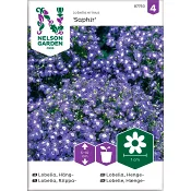 Lobelia Häng Saphir Blå 1-p Nelson Garden.