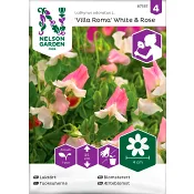 Luktärt Villa Roma White 1-p Nelson Garden.