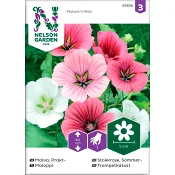 Malva Prakt Blandade färger1-p Nelson Garden.