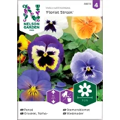 Pensé Florist strain 1-p Nelson Garden.