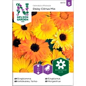Ringblomma Daisy Citrus Mix 1-p Nelson Garden.