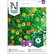 Svartöga Blandade färger 1-p Nelson Garden.