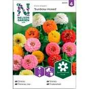 Zinnia Sunbow Blandade färger 1-p Nelson Garden.