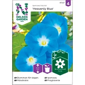 Blomman för dagen 1-p Nelson Garden.