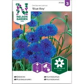 Blåklint Blue Boy 1-p Nelson Garden.