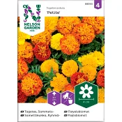 Tagetes Sammet Petite Mix 1-p Nelson Garden.