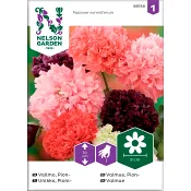 Vallmo Pion Blandade färger 1-p Nelson Garden.