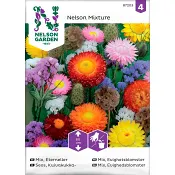 Eterneller Mix 1-p Nelson Garden.