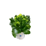 Kalanchoe dubbelblommande 11cm Höjd 27cm varierande färger.