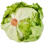 Isbergssallat 1-pack Klass 1 ICA.