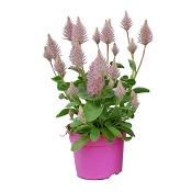 Kattamarant 13cm 1-p.